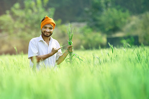 indian-cow-based-farming