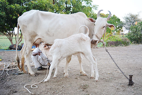 indian-cow